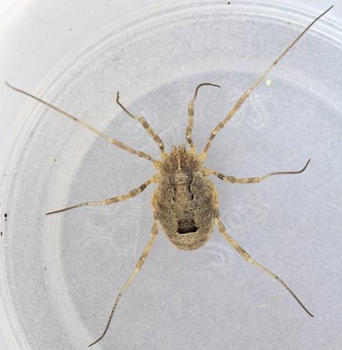 Odiellus spinosus